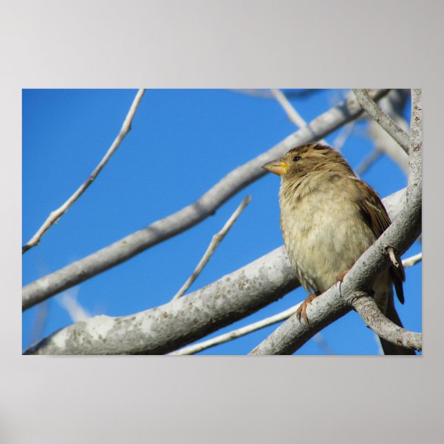 Cute sparrow poster (Framsidan)