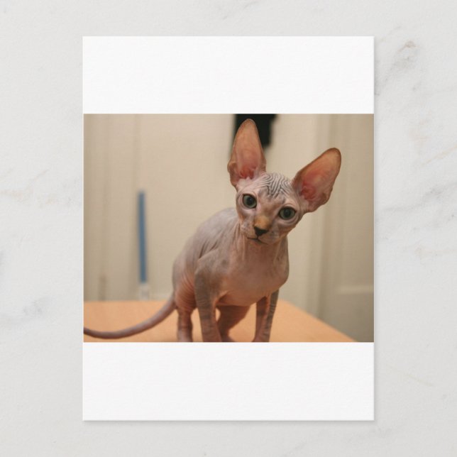 Cute sphynx kitten "Jag är raslös, eller hur?" Vykort (Framsida)