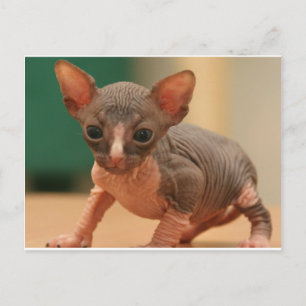 Cute sphynx kitten vykort