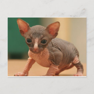 Cute sphynx kitten vykort