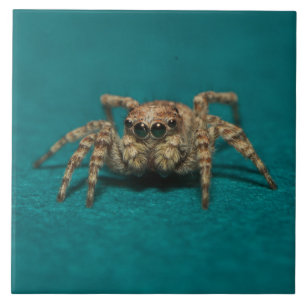 Cute Spider Big Ögon Photo Kakelplatta