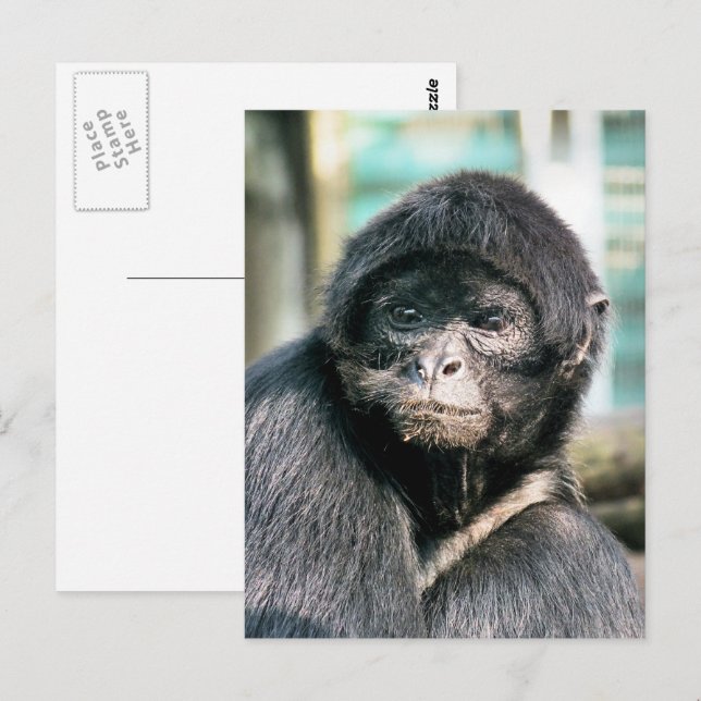 CUTE SPIDER MONKEY VYKORT (Fram/baksida)