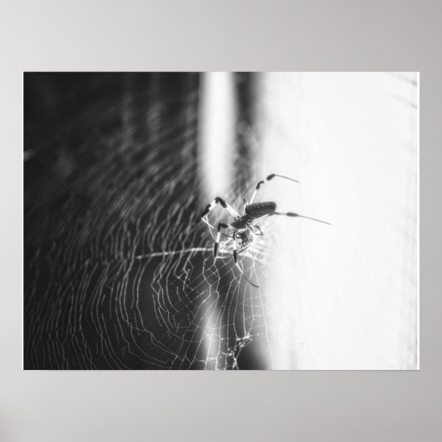 Cute Spider Tangled Weave | Spider Älskare Gift Poster (Framsidan)