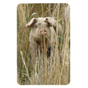 Cute Spotty Gris Premium Magnet