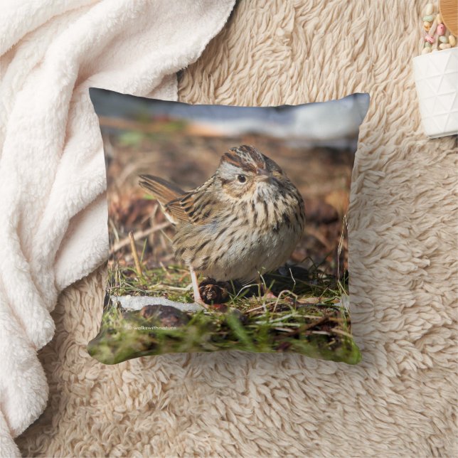 Cute Spunky Lincoln's Sparrow Songbird in Grass Kudde (Filt)
