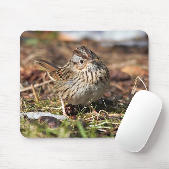Cute Spunky Lincoln's Sparrow Songbird Musmatta (Med mus)