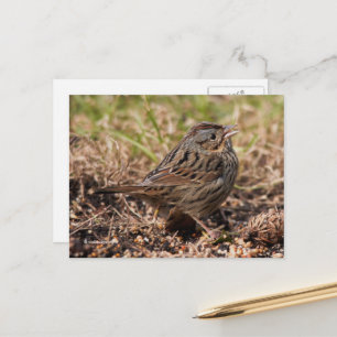 Cute Spunky Lincoln's Sparrow Songbird Vykort