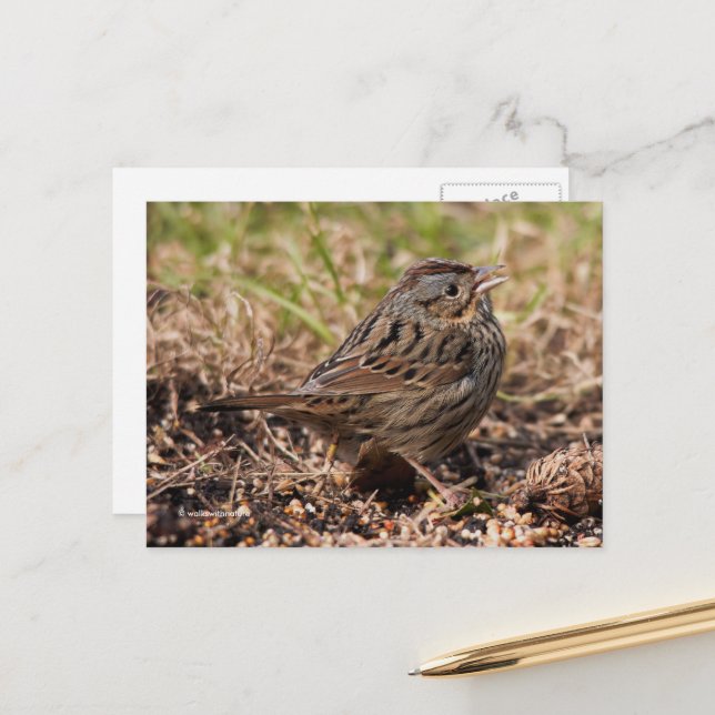 Cute Spunky Lincoln's Sparrow Songbird Vykort (Fram/Back In Situ)