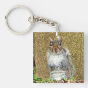 Cute Squirrel