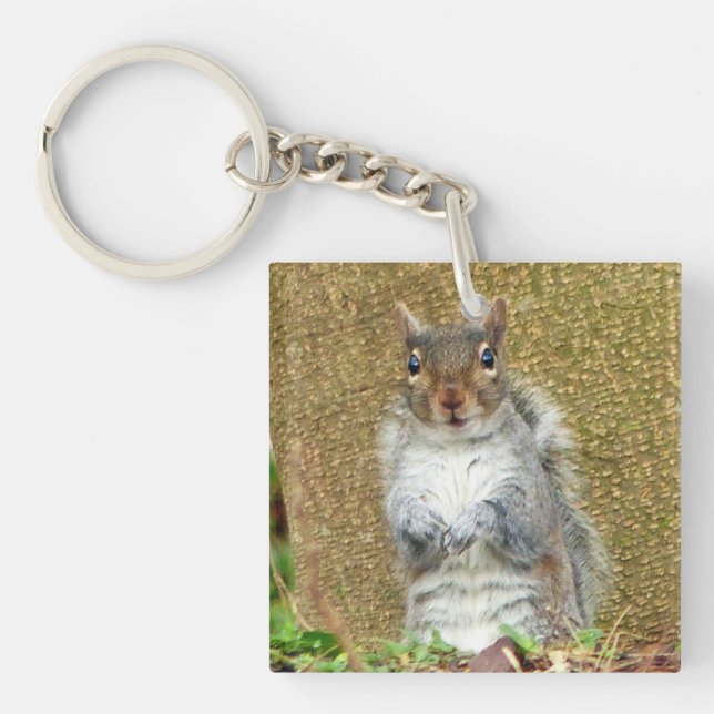 Cute Squirrel (Framsidan)
