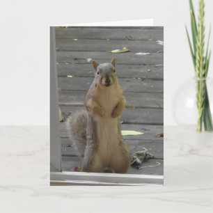 Cute Squirrel, Behålla in Touch, kort