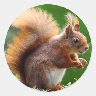 Cute Squirrel Bild Runt Klistermärke