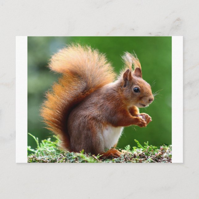 Cute Squirrel Bild Vykort (Framsida)