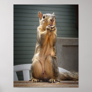 Cute Squirrel Closeup med Nöt 3 Poster