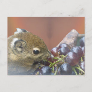 Cute Squirrel DIY-vykort Vykort