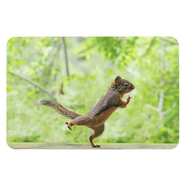 Cute Squirrel Doing Tai Chi Magnet (Horisontell)