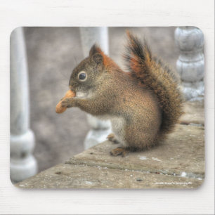 Cute Squirrel Eating a Peanut Wildlife Photo Musmatta