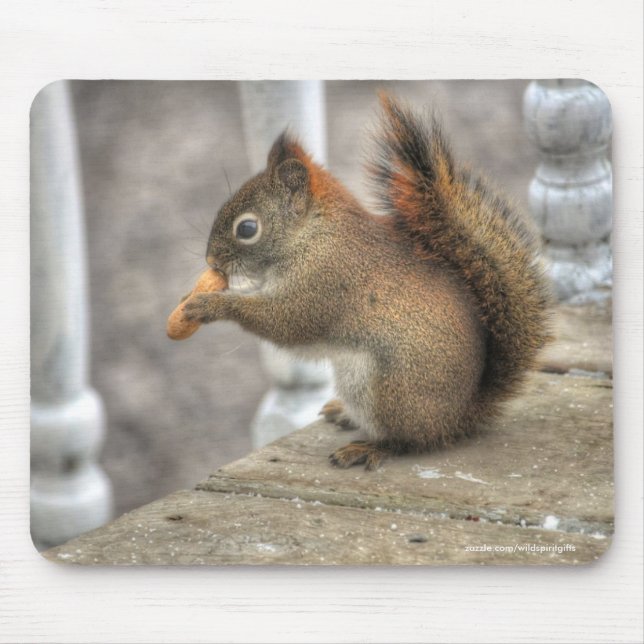 Cute Squirrel Eating a Peanut Wildlife Photo Musmatta (Framsidan)