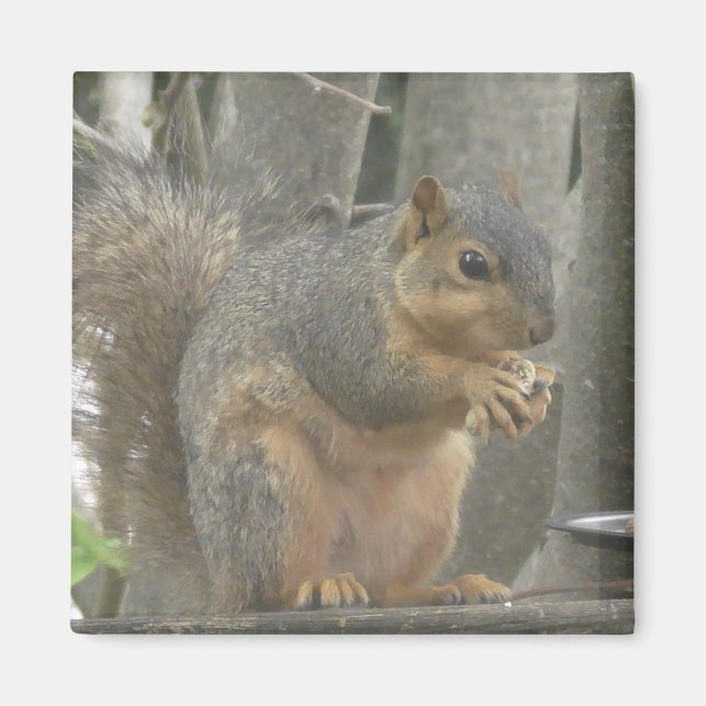 Cute Squirrel Eatum a Nöt Photo Magnet (Framsidan)