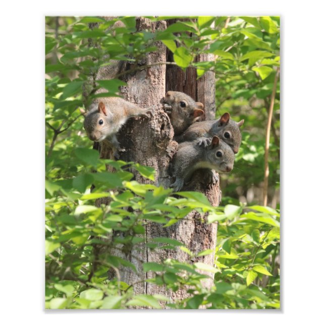 Cute Squirrel Family i Vår-naturfoto Fototryck (Framsidan)