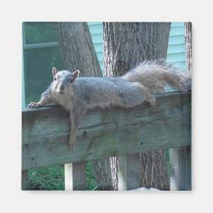 Cute Squirrel-fotokök Magnet