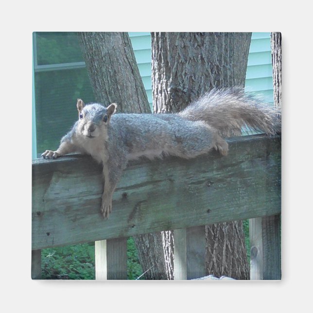 Cute Squirrel-fotokök Magnet (Framsidan)
