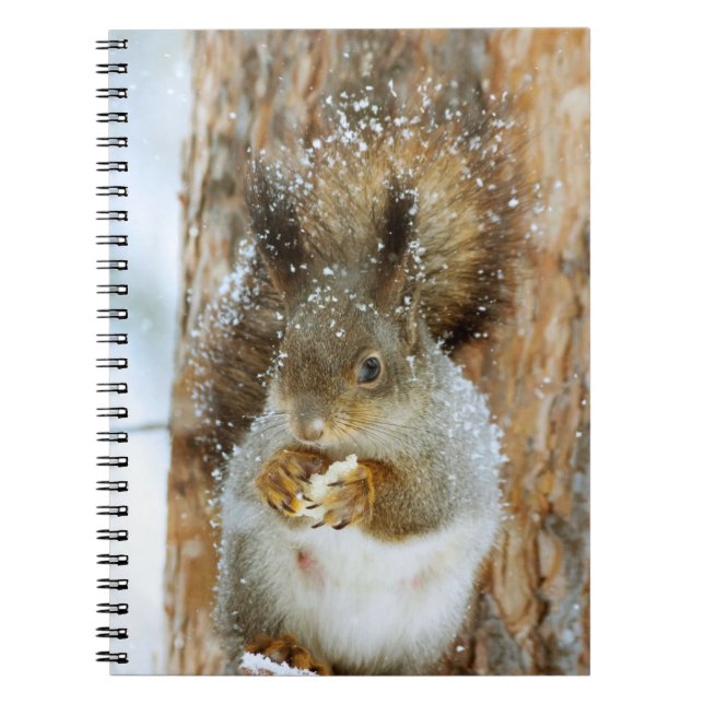 Cute Squirrel i ett vinter liggande Anteckningsbok (Framsidan)
