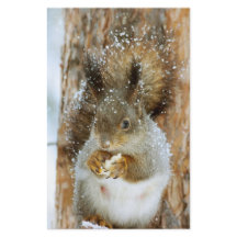 Cute Squirrel i ett vinter liggande
