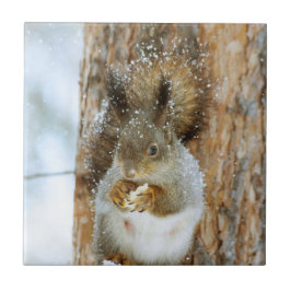 Cute Squirrel i ett vinter liggande Kakelplatta