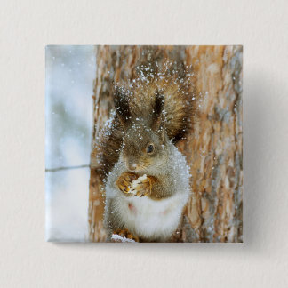 Cute Squirrel i ett vinter liggande Knapp