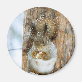 Cute Squirrel i ett vinter liggande Magnet