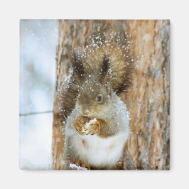 Cute Squirrel i ett vinter liggande Magnet