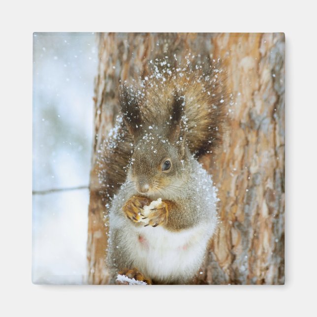 Cute Squirrel i ett vinter liggande Magnet (Framsidan)