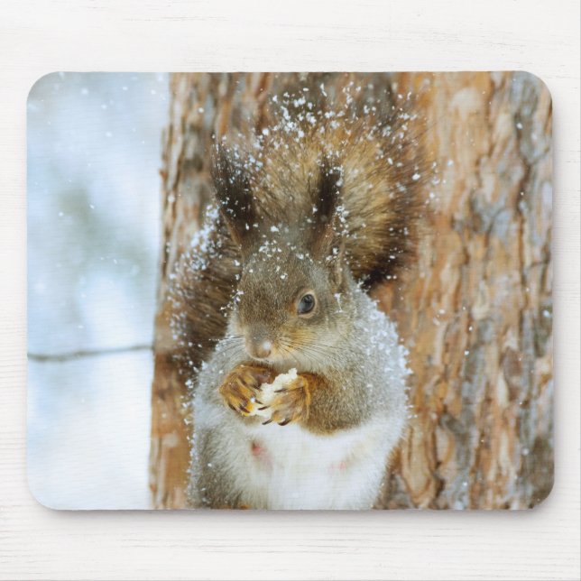 Cute Squirrel i ett vinter liggande Musmatta (Framsidan)