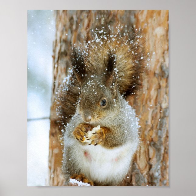 Cute Squirrel i ett vinter liggande Poster (Framsidan)