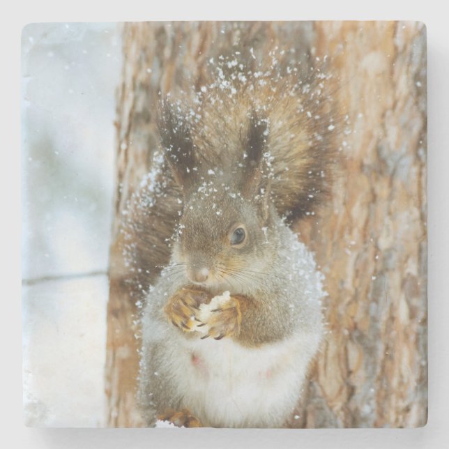 Cute Squirrel i ett vinter liggande Stenunderlägg (Framsidan)