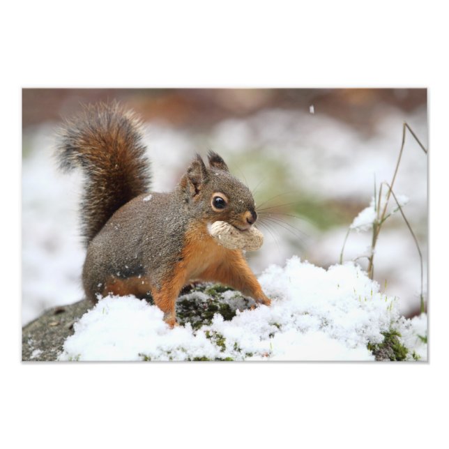 Cute Squirrel i Snö med Peanut Fototryck (Framsidan)
