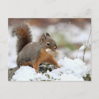 Cute Squirrel i Snö med Peanut Vykort