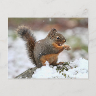Cute Squirrel i Snö Photo Vykort