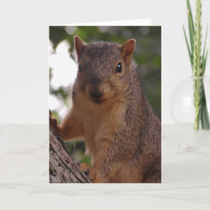 Cute Squirrel i Träd Blank Kort