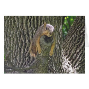 Cute Squirrel i Träd Lazy Day Card Hälsningskort