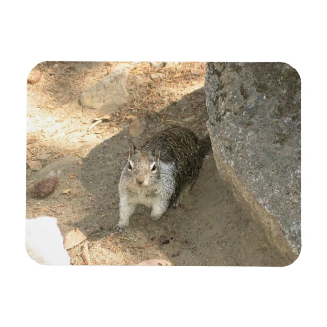 Cute Squirrel i Yosemite, CA Magnet (Horisontell)