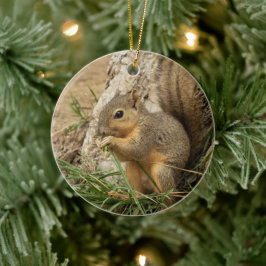 Cute Squirrel Julgran Ornament