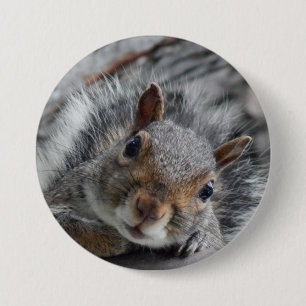 Cute Squirrel Knapp