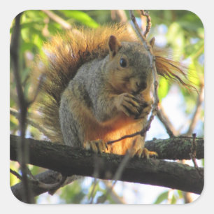 Cute Squirrel med Nöt i Träd Stickers Fyrkantigt Klistermärke