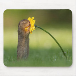 Cute Squirrel, mellangärde Dandelion Flower Musmatta