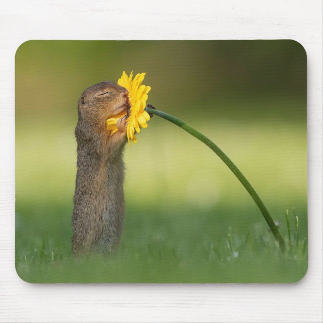 Cute Squirrel, mellangärde Dandelion Flower Musmatta (Framsidan)