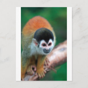 Cute Squirrel monkey Panama tropiska regnskogar Vykort