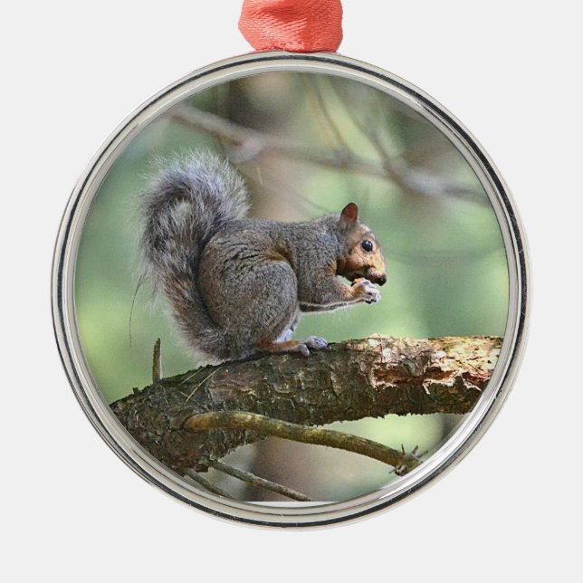 Cute Squirrel Ornament (Framsidan)