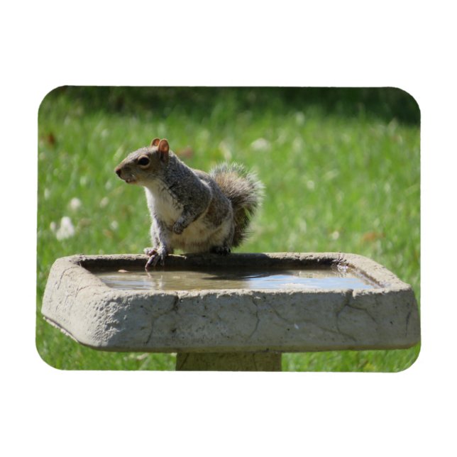 Cute Squirrel på Bird Bath Magnet (Horisontell)